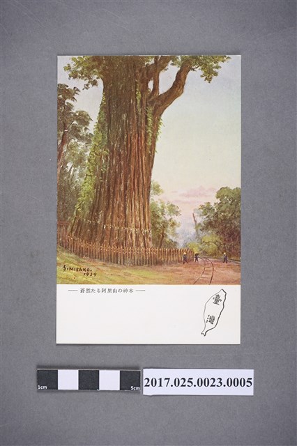 阿里山神木 (共2張)