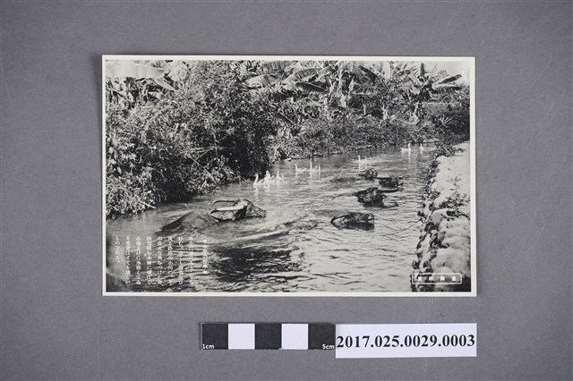 臺灣所見-水牛的行水 (共2張)