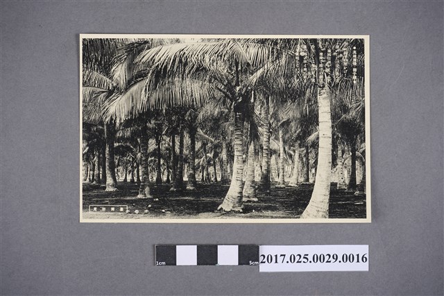 臺灣所見之高雄旗後椰子林 (共2張)