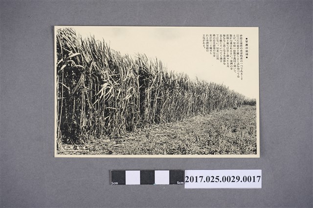 臺灣所見之甘蔗的栽培 (共2張)