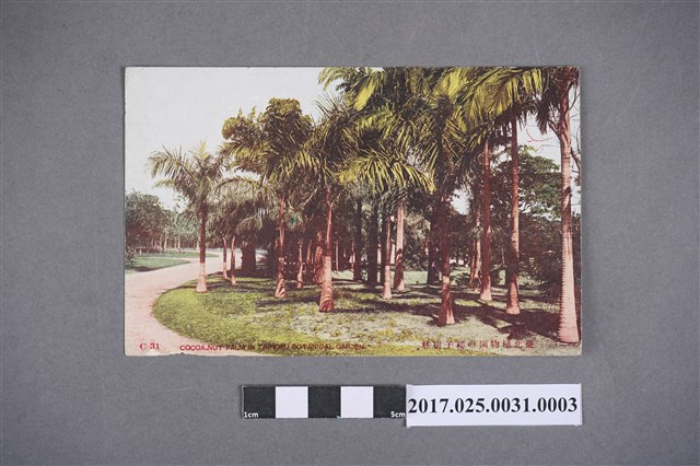 臺北植物園的椰仔樹林 (共2張)