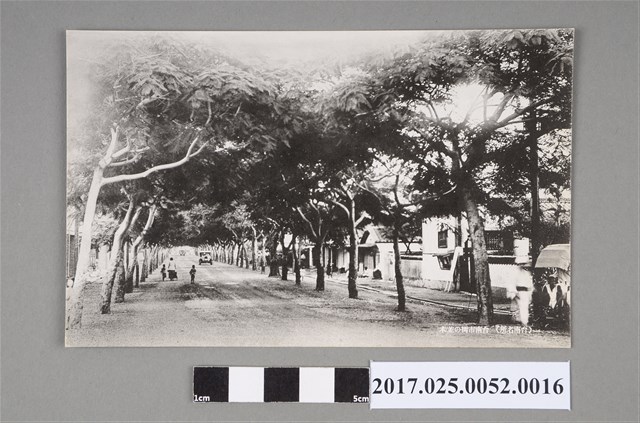 臺南名所之臺南市街行道樹 (共2張)