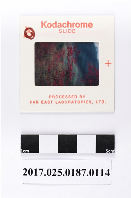 植物橫拍之幻燈片 (共2張)