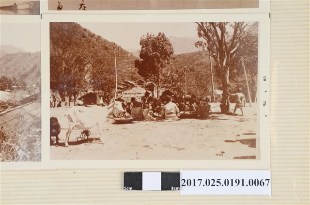 原住民與羊兒 (共4張)