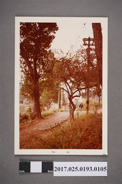 村落道路 (共2張)