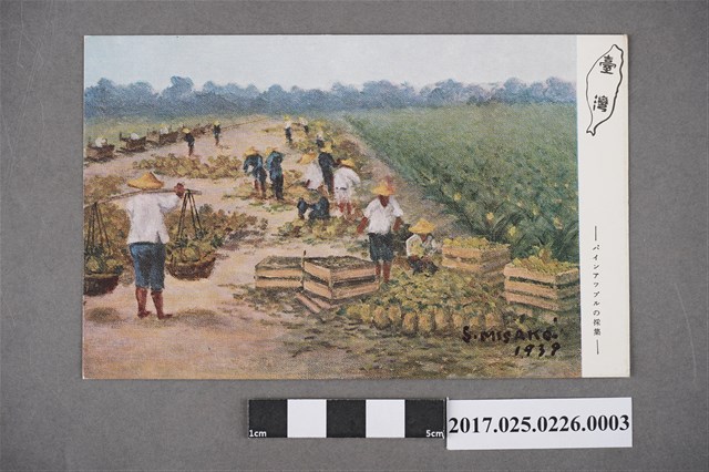 鳳梨的採集 (共2張)