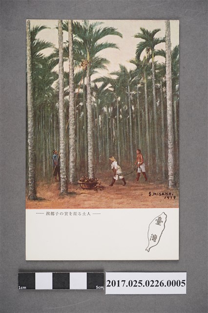 臺灣本島人採集海邊椰子的果實 (共2張)