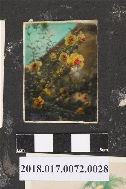 扶桑花叢 (共2張)