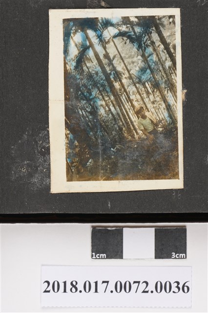 林坤佐於檳榔園內 (共2張)