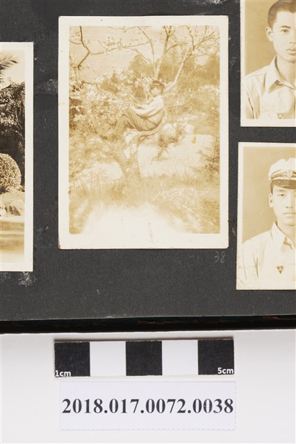 男子坐在梅樹上 (共2張)