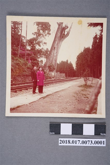 林坤佐與林何賽秋於阿里山神木 (共3張)