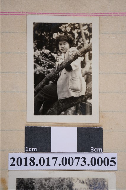 商林淑美坐在櫻花樹 (共2張)