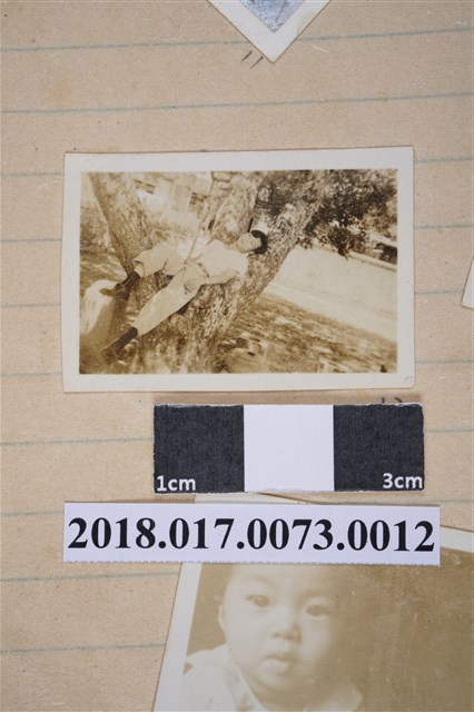 林坤佐躺在樹上 (共2張)