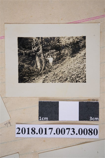 林坤佐站在森林中 (共2張)