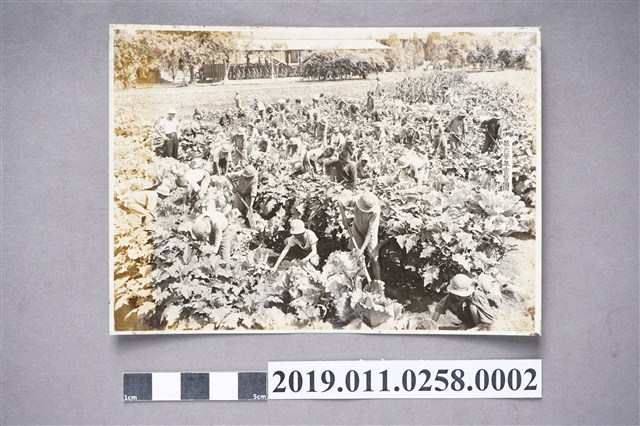 日治時期整理菜園照片 (共3張)