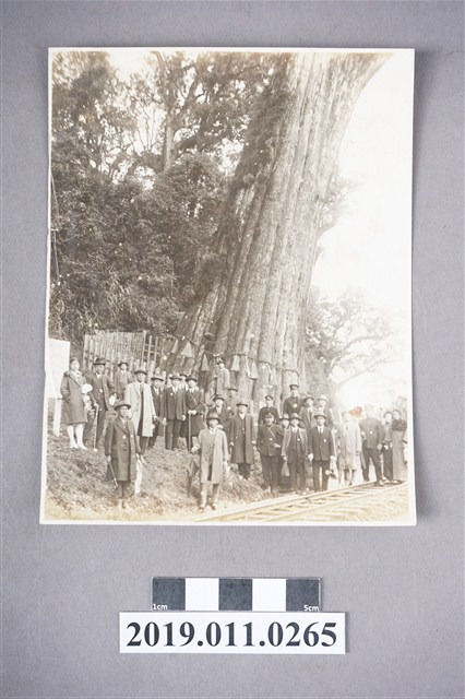 阿里山神木前合影 (共3張)