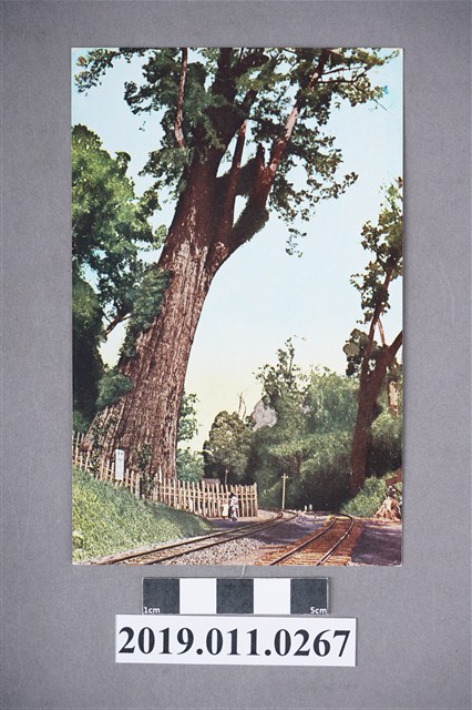 日治時期阿里山神木明信片 (共4張)