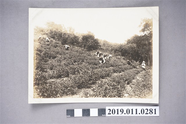 日治時期臺灣北部茶園採茶照 (共3張)