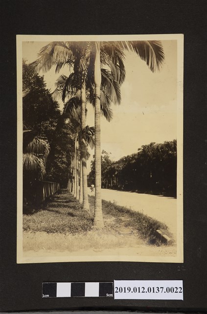 椰子樹 (共2張)