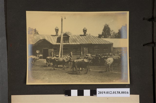 牧牛人家 (共2張)