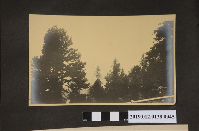 瑞士山脈樹林 (共2張)