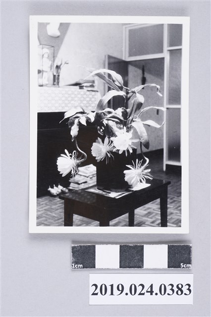 瓊花盛開於第一岀版社頂樓 (共2張)