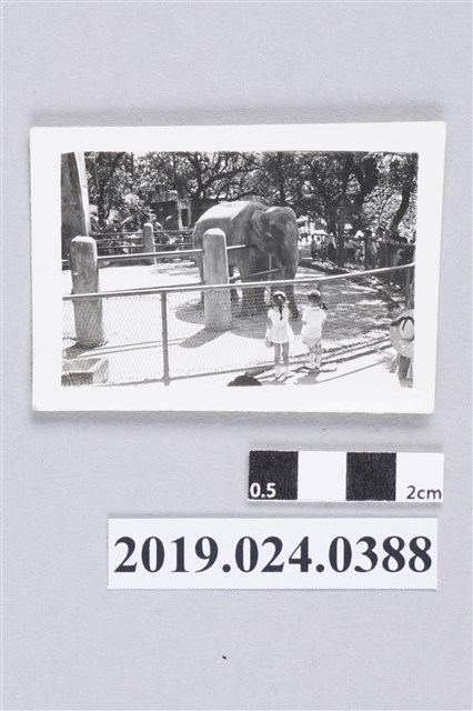 柯潔芳與柯志明參觀動物園 (共2張)