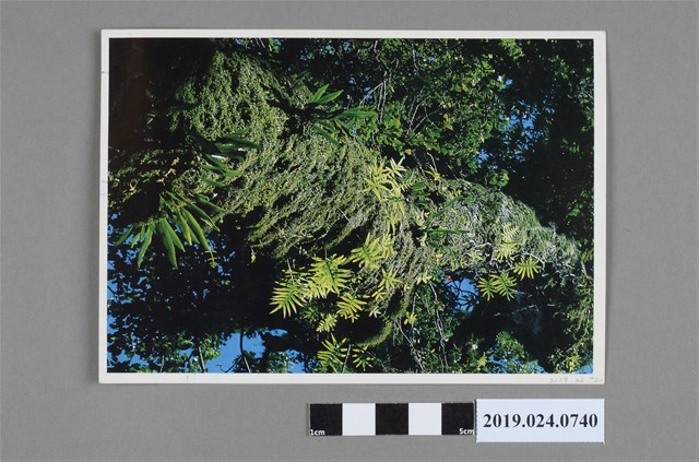 玉玲寄柯蔡阿李明信片 (共1張)