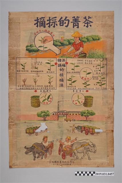 臺灣省政府農林廳編印摘採的菁茶海報與六祖傳下五宗三派之圖 (共2張)