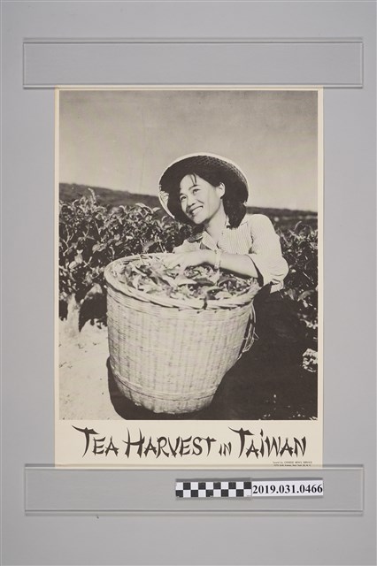 臺茶收成海報 (共2張)
