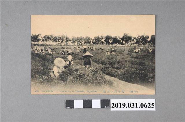 安平鎮茶園採茶風景明信片 (共4張)