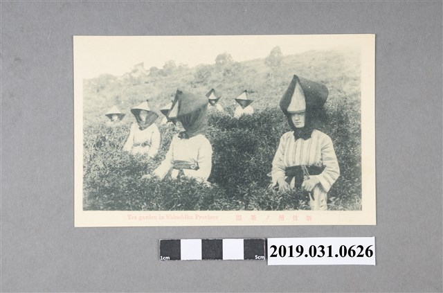 新竹州茶園風景明信片 (共4張)