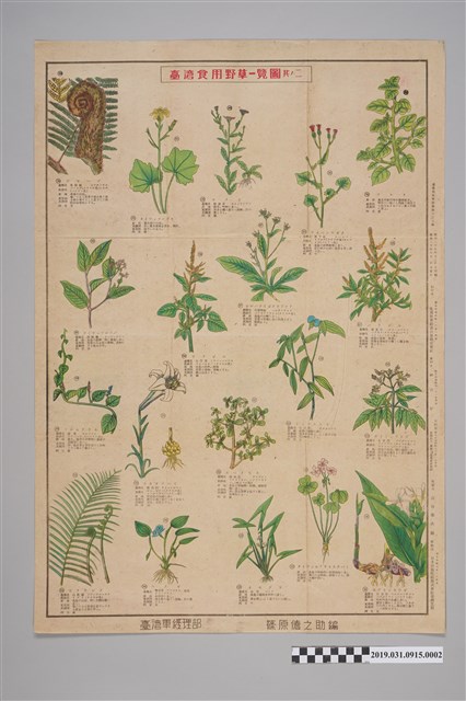 臺灣軍經理部篠原德之助編臺灣食用野草一覽圖2 (共2張)
