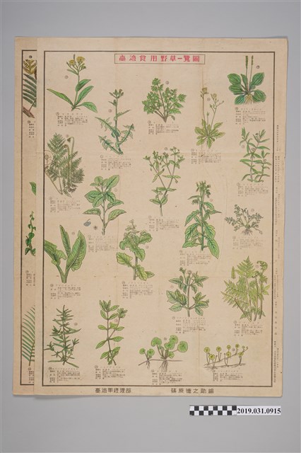 臺灣軍經理部篠原德之助編臺灣食用野草一覽圖兩張 (共2張)