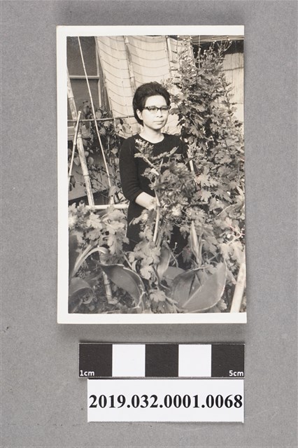 陳錦連夫人獨照 (共2張)