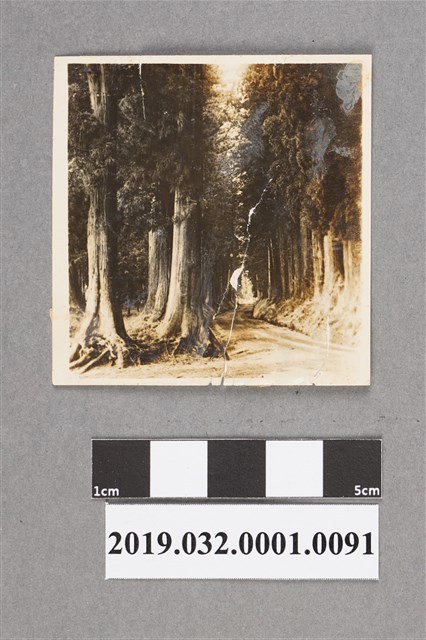 黑白樹林風景照 (共2張)