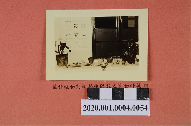 蘭科植物交配播種過程解說一景照片 (共2張)