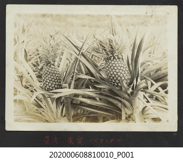 臺灣水果鳳梨 (共1張)