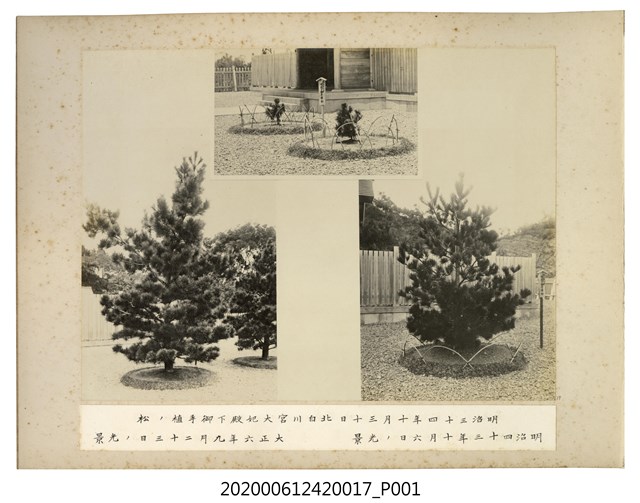明治三十四年十月三十日北白川宮大妃殿下所栽植之松等場景 (共1張)