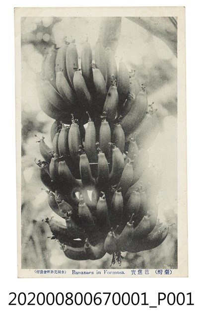 臺灣芭蕉 (共2張)