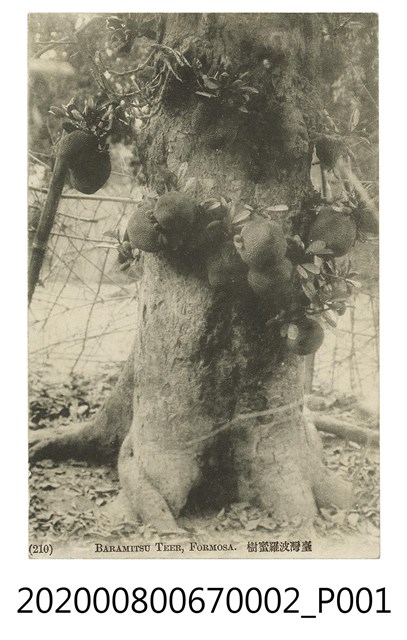 臺灣波羅蜜 (共2張)