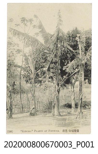 臺灣芭蕉樹 (共2張)