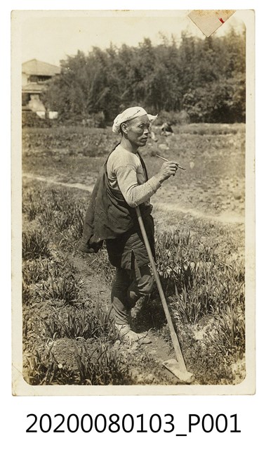 男子於田間明信片 (共2張)