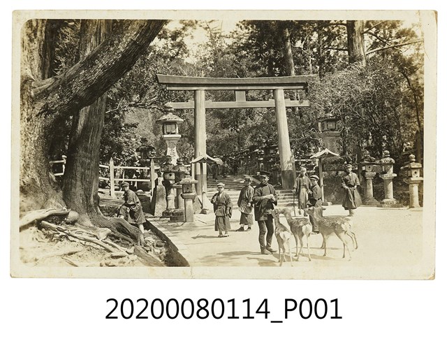 數人於鳥居前餵鹿明信片 (共2張)
