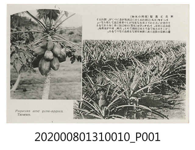 木瓜與鳳梨 (共2張)