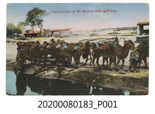 到北京西山的駱駝商隊明信片 (共2張)