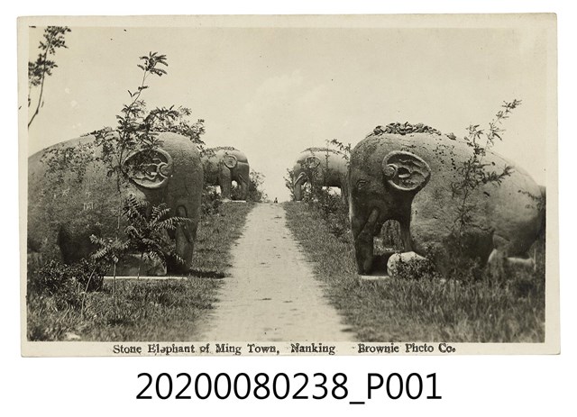 南京明孝陵石象 (共2張)