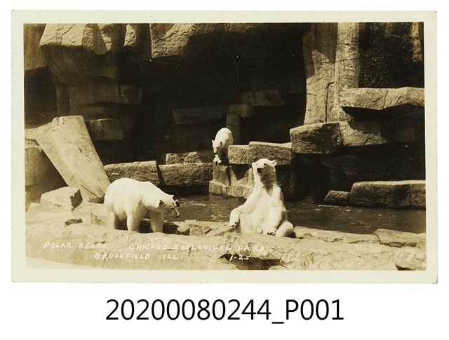 芝加哥動物園北極熊 (共2張)