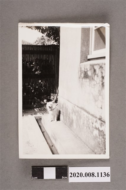 房舍旁犬隻獨照 (共2張)