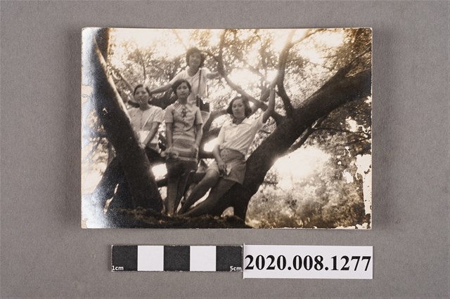 4名女子於樹幹間合照 (共2張)